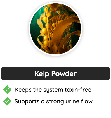 Kelp Powder - Detox support and promotes strong urine flow